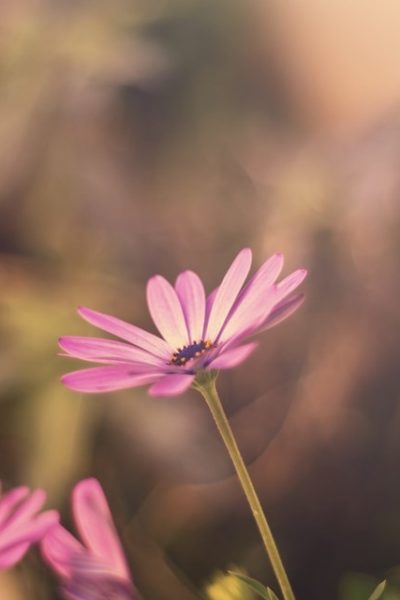 855268_pastel-flowers-blur-backgrounds-wallpapers-hd-download_1920x1200_h